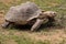 African spurred tortoise