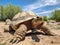 African spurred tortoise