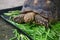 African spurred tortoise