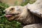 African spurred tortoise (Centrochelys sulcata).