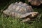 African spurred tortoise (Centrochelys sulcata).