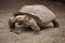 African spurred tortoise Centrochelys sulcata