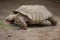 African spurred tortoise Centrochelys sulcata