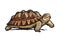 African Spurred Tortoise.Cheerful turtle walking. Realistic hand drawn vector illustration.