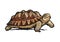 African Spurred Tortoise. Cheerful turtle walking. Vector.