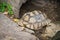 African spurred tortoise - Close up turtle lying on ground