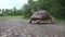 African Spurred tortoise crossing the road