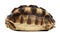 African Spurred Tortoise, Geochelone sulcata, 1 year old