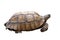 African spurred tortoise or geochelone sulcata