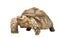 African Spurred Tortoise - Geochelone sulcata