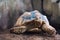 African Spurred Tortoise Geochelone sulcata