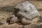 African spurred tortoise, giant turtle