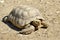 African spurred tortoise on ground