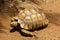 African Spurred Tortoise on the ground
