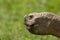 African spurred tortoise head in close up profile. Nature image