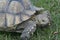 African Spurred Tortoise In A Meadow