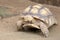 An African spurred tortoise is a slow walking in search of food.