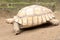 An African spurred tortoise is a slow walking in search of food.