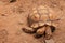 African spurred tortoise sulcata tortoise inhabits the southern edge of the Sahara desert, in Africa. As a pet, they require lar