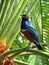 African starling bird singing