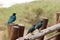 African starling birds