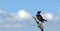 African Starling, sitting on branch, with yellow and black breast