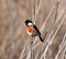 African Stonechat bird