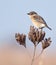 African Stonechat on dried flowers