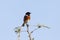 African Stonechat male Saxicola torquatus at sunset, Western Cape, South Africa