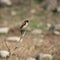 African stonechat perched on a tree branch amidst dry grass.