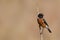 African stonechat Saxicola torquatus male sitting on a tree branch