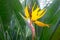 African strelitzia, bird of paradise