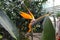 African strelitzia, bird of paradise