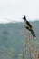 African Striped Cuckoo in Kruger NP, Africa