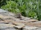 African striped grass mouse eating a raspberry on a rock wall at Cape Point.