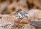 African striped ground squirrel (Euxerus erythropus).