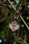 African Striped leaf-nosed bat, Macronycteris vittatus