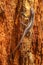 African striped skink lizard