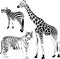 African striped and spotty animals