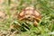 African Sulcata Tortoise Natural Habitat