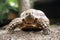 African Sulcata Tortoise Natural Habitat