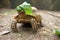 African Sulcata Tortoise Natural Habitat