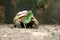 African Sulcata Tortoise Natural Habitat