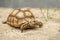 African Sulcata Tortoise Natural Habitat