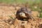 African Sulcata Tortoise Natural Habitat,Africa spurred tortoise