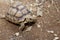 African Sulcata Tortoise Natural Habitat, Africa spurred tortoise