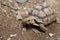 African Sulcata Tortoise Natural Habitat, Africa spurred tortoise