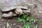 African Sulcata Tortoise Natural Habitat, Africa spurred tortoise