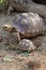 African Sulcata Tortoise Natural Habitat,Africa spurred tortoise sunbathe on ground with his protective shel