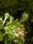 African sundew (Drosera nidiformis)